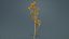 Tall Kangaroo Paw Australian Sword Lily Anigozanthos Flavidus Remastered