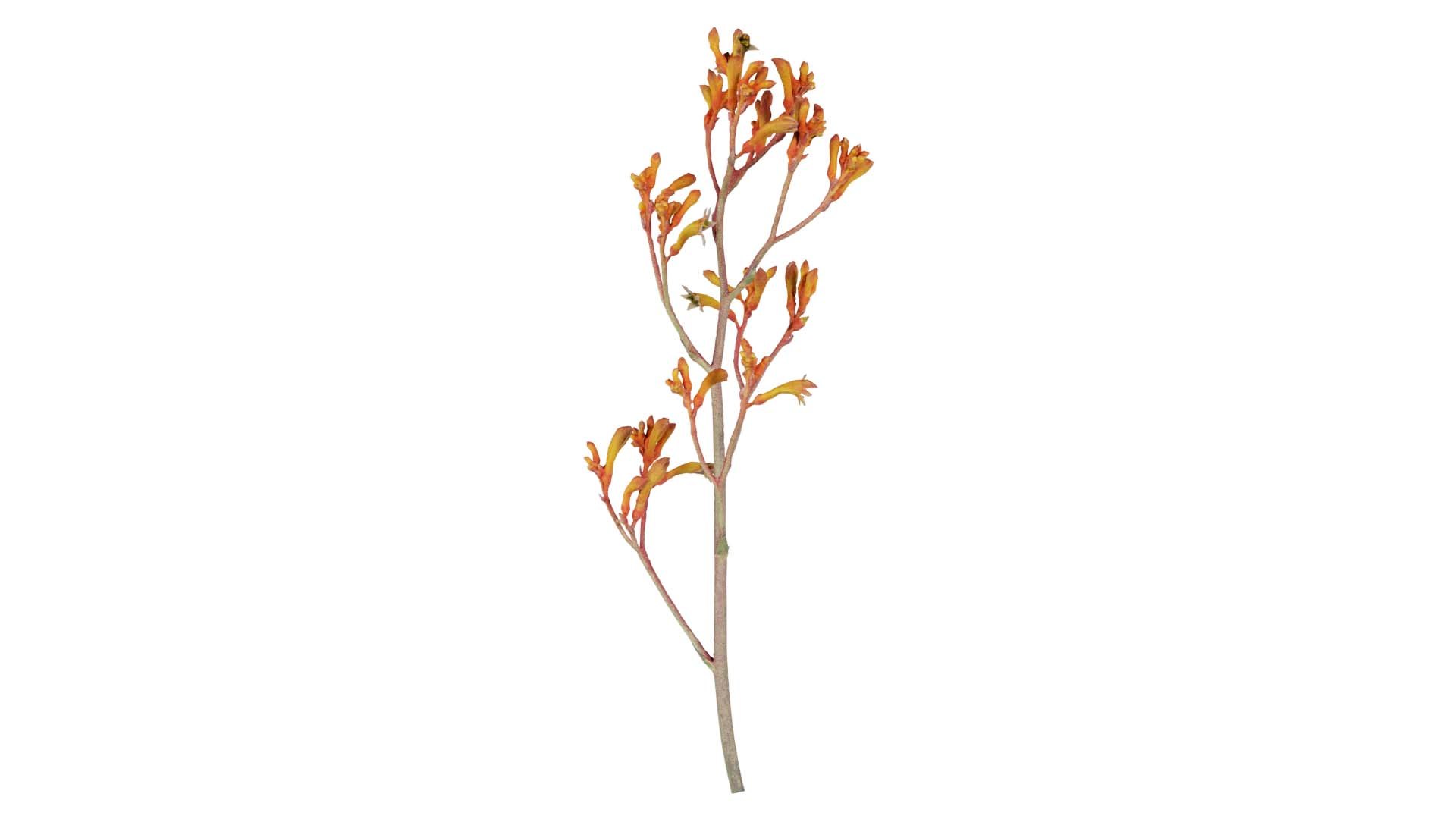3D Tall Kangaroo Paw Australian Sword Lily Anigozanthos Flavidus Remastered https://p.turbosquid.com/ts-thumb/bU/ostaKq/fa/tall_kangaroo_paw_australian_sword_lily_anigozanthos_flavidus_00/jpg/1740400093/1920x1080/fit_q87/4051e2482356936821ff986abdbf8a772674f722/tall_kangaroo_paw_australian_sword_lily_anigozanthos_flavidus_00.jpg