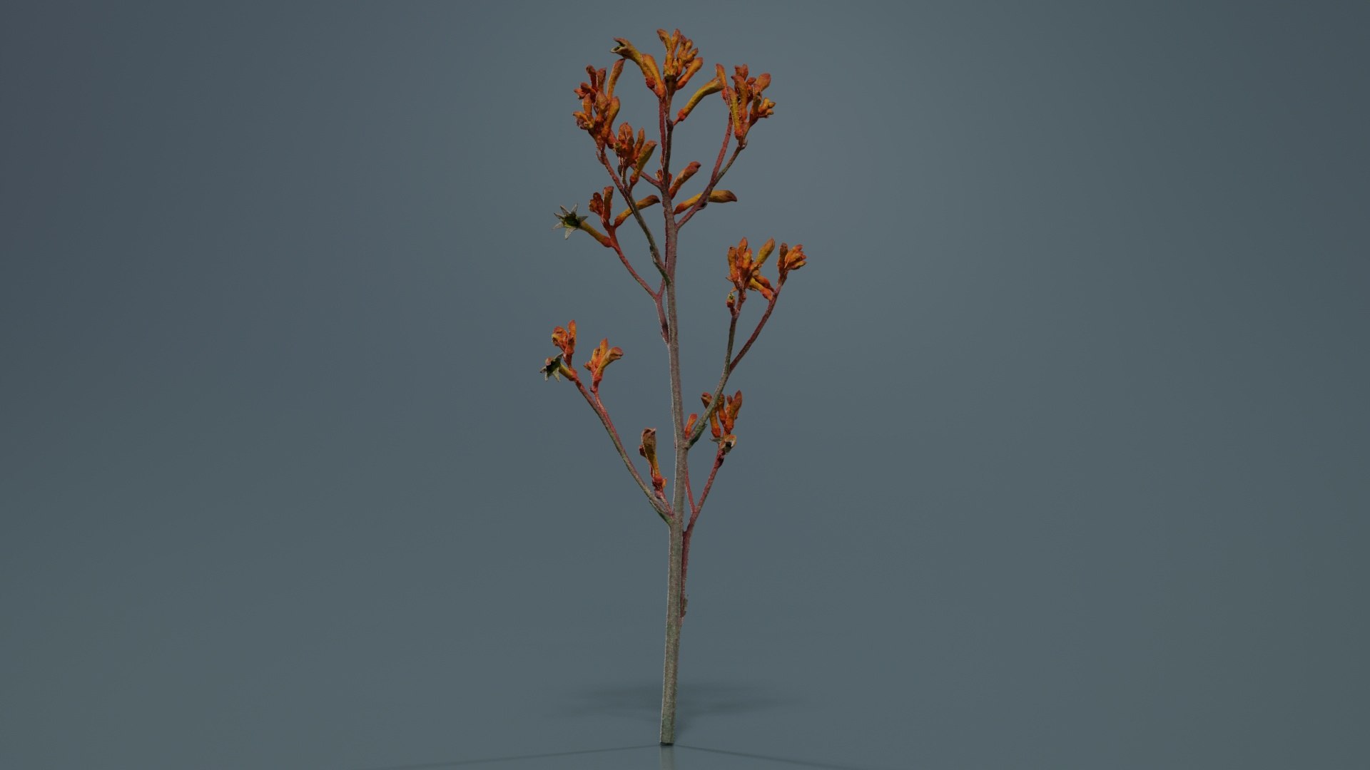 3D Tall Kangaroo Paw Australian Sword Lily Anigozanthos Flavidus Remastered https://p.turbosquid.com/ts-thumb/bU/ostaKq/fh/tall_kangaroo_paw_australian_sword_lily_anigozanthos_flavidus_04/jpg/1740400088/1920x1080/fit_q87/9a99b1ad01baa0912ba87c24726b86dc1c188cf0/tall_kangaroo_paw_australian_sword_lily_anigozanthos_flavidus_04.jpg