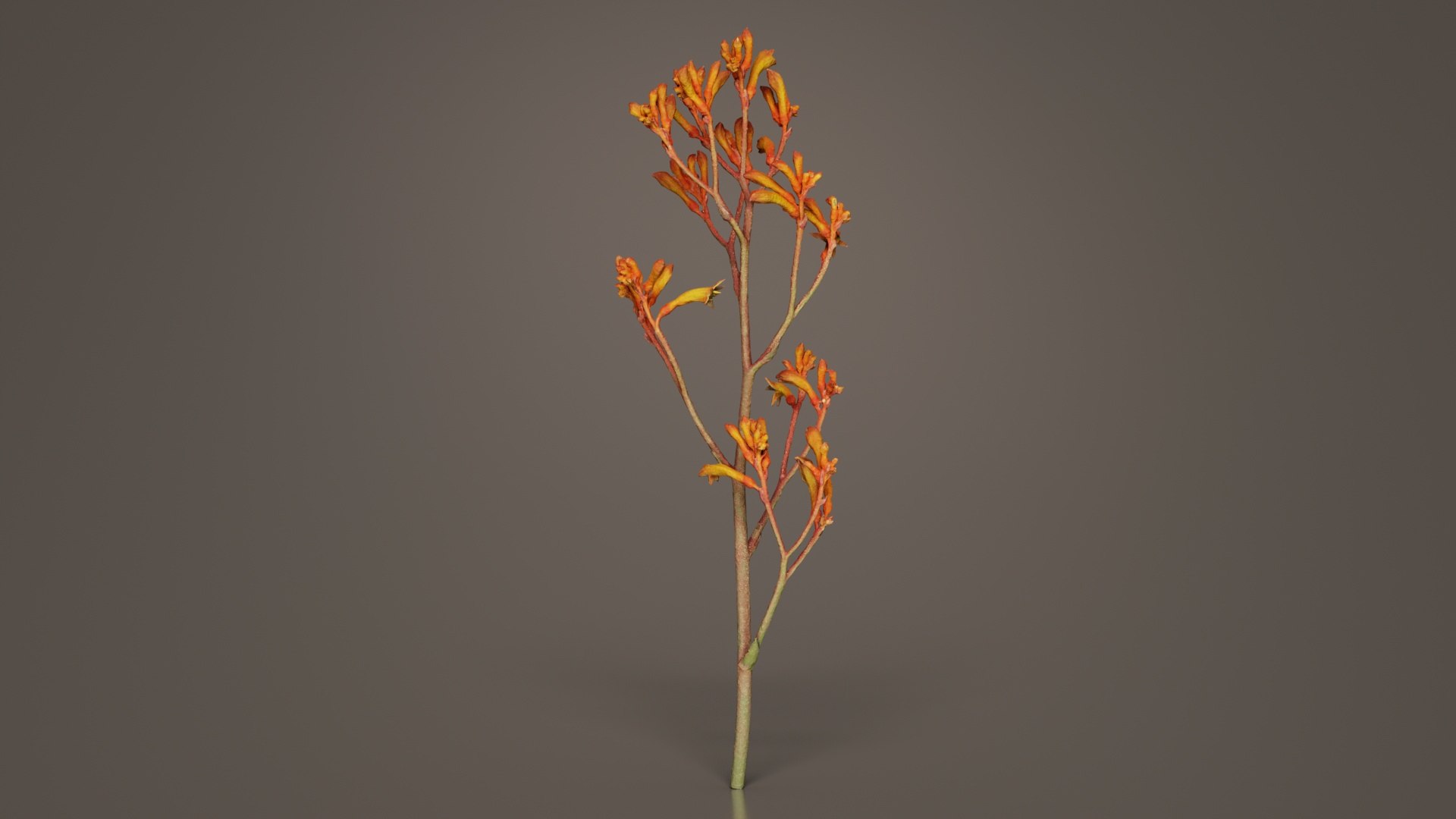 3D Tall Kangaroo Paw Australian Sword Lily Anigozanthos Flavidus Remastered https://p.turbosquid.com/ts-thumb/bU/ostaKq/hA/tall_kangaroo_paw_australian_sword_lily_anigozanthos_flavidus_08/jpg/1740400089/1920x1080/fit_q87/228ba00ef2083d168c7ae5248768cd75a9e2bb67/tall_kangaroo_paw_australian_sword_lily_anigozanthos_flavidus_08.jpg