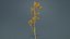 Tall Kangaroo Paw Australian Sword Lily Anigozanthos Flavidus Remastered