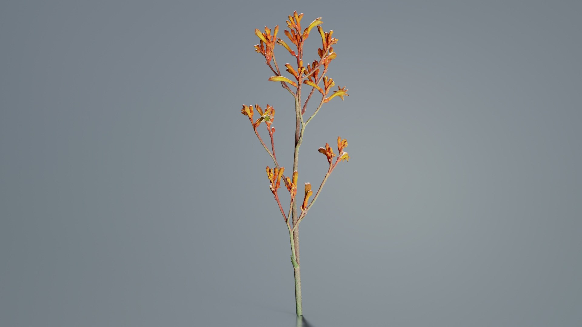 3D Tall Kangaroo Paw Australian Sword Lily Anigozanthos Flavidus Remastered https://p.turbosquid.com/ts-thumb/bU/ostaKq/m3/tall_kangaroo_paw_australian_sword_lily_anigozanthos_flavidus_06/jpg/1740400088/1920x1080/fit_q87/77266740495a434244963e30fba6c482108d6751/tall_kangaroo_paw_australian_sword_lily_anigozanthos_flavidus_06.jpg