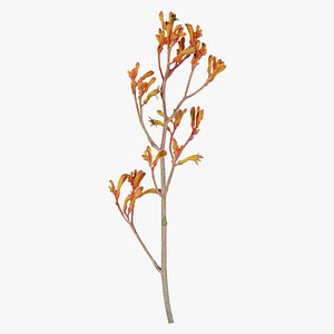 Tall Kangaroo Paw Australian Sword Lily Anigozanthos Flavidus Remastered