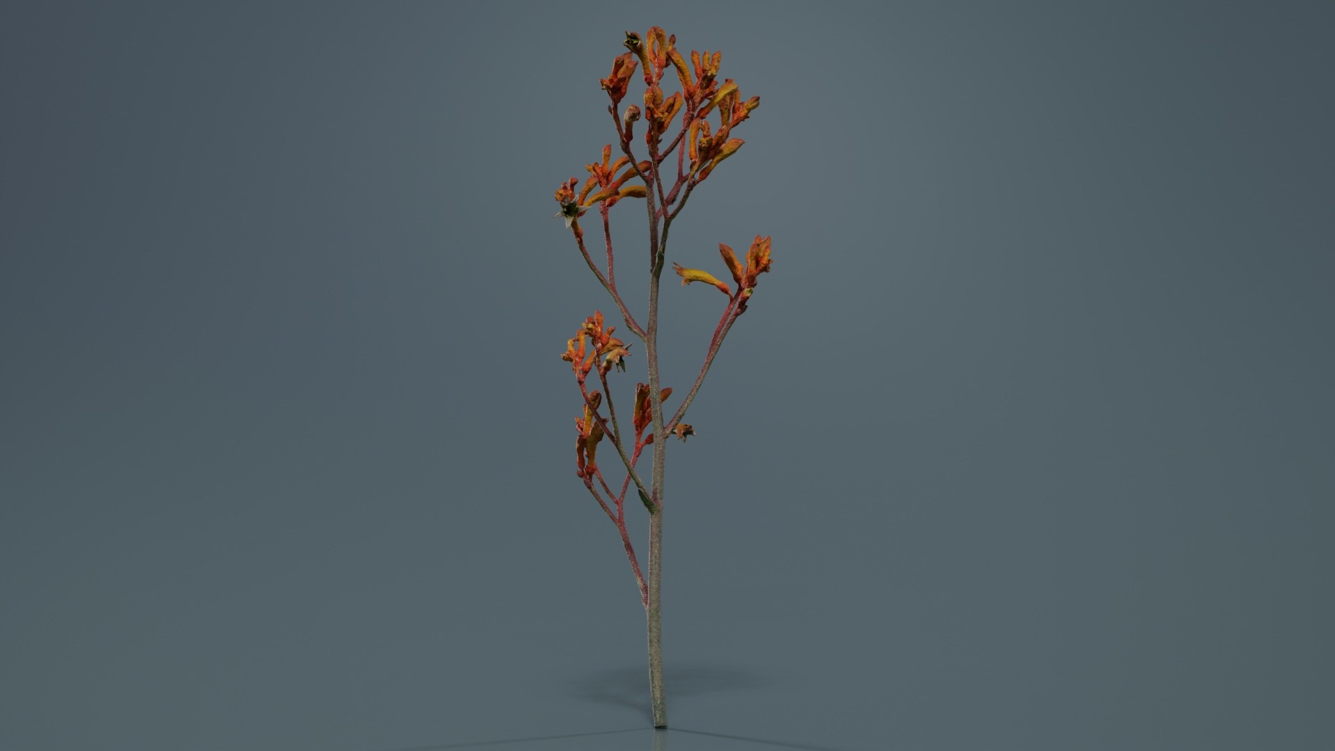 3D Tall Kangaroo Paw Australian Sword Lily Anigozanthos Flavidus Remastered https://p.turbosquid.com/ts-thumb/bU/ostaKq/p8/tall_kangaroo_paw_australian_sword_lily_anigozanthos_flavidus_07/jpg/1740400089/1920x1080/fit_q87/da576e9330e9b9e41182db263254385ee62e826c/tall_kangaroo_paw_australian_sword_lily_anigozanthos_flavidus_07.jpg