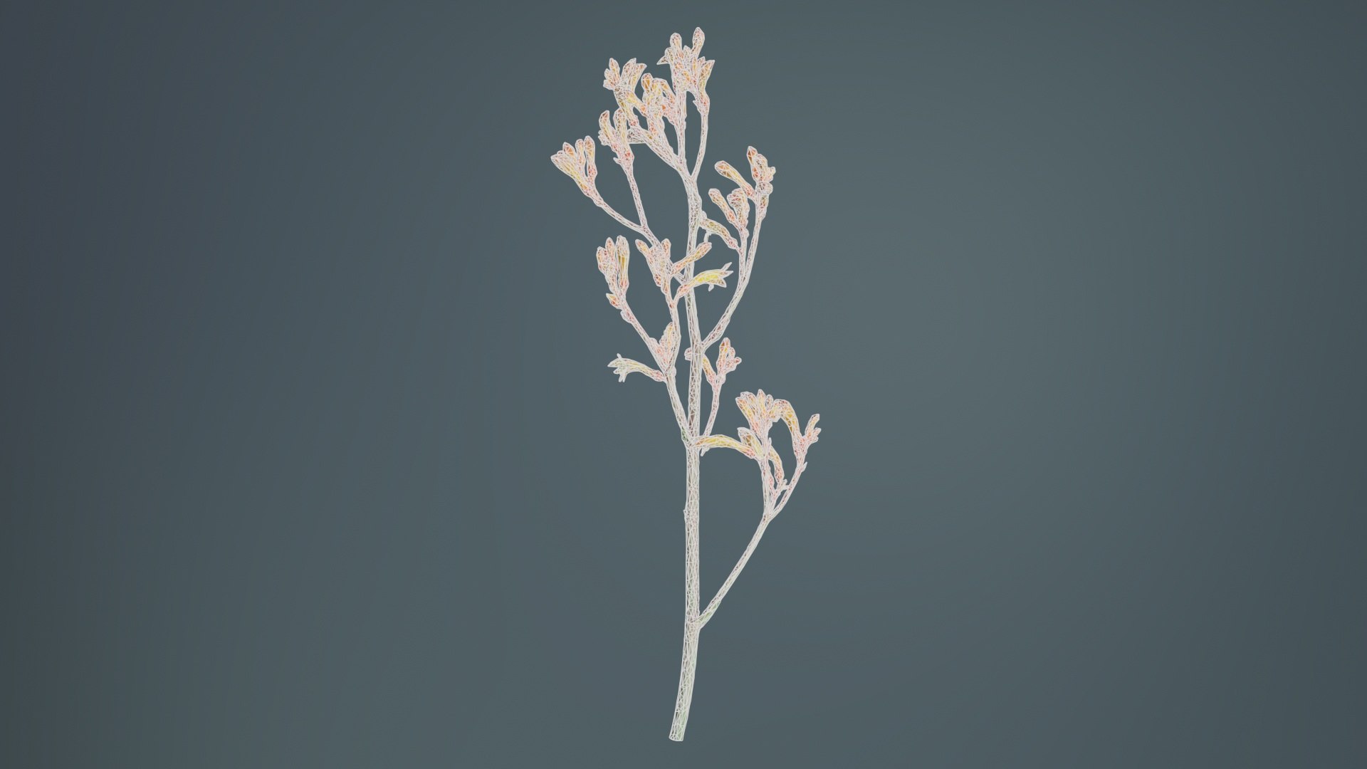 3D Tall Kangaroo Paw Australian Sword Lily Anigozanthos Flavidus Remastered https://p.turbosquid.com/ts-thumb/bU/ostaKq/xn/tall_kangaroo_paw_australian_sword_lily_anigozanthos_flavidus_10/jpg/1740400090/1920x1080/fit_q87/82b2689acd4b15d22dcde7a6aa6b1037b5996ec6/tall_kangaroo_paw_australian_sword_lily_anigozanthos_flavidus_10.jpg