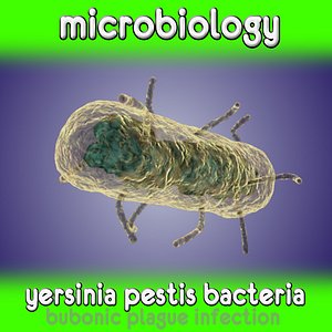 3d yersinia pestis bacteria bubonic model