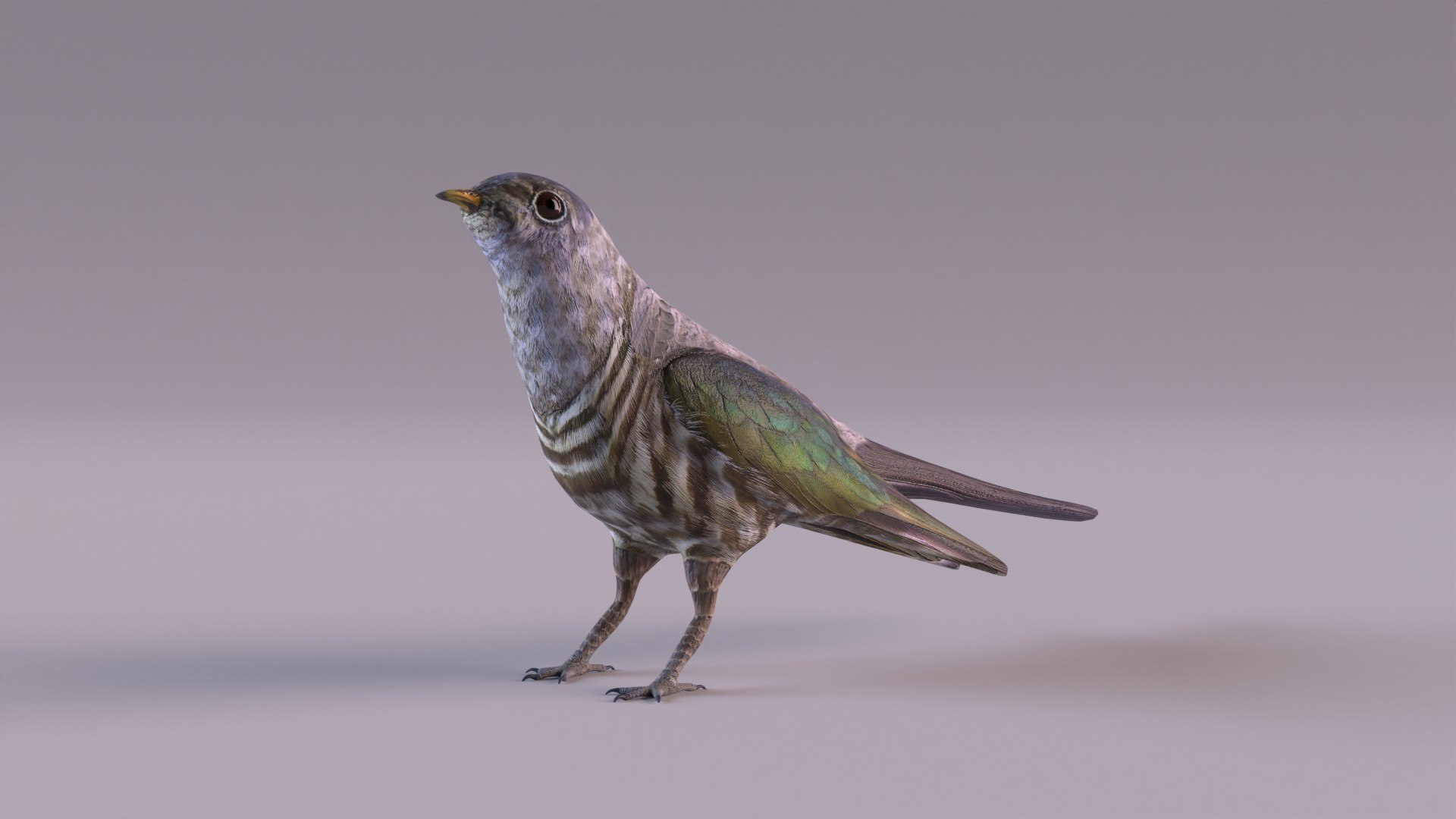 3d model cuckoo https://p.turbosquid.com/ts-thumb/bV/25QqY4/7S/cuckoo_0002/jpg/1651505171/1920x1080/fit_q87/125bba6cadca8c14457ed817b463ab44cc6da8fb/cuckoo_0002.jpg