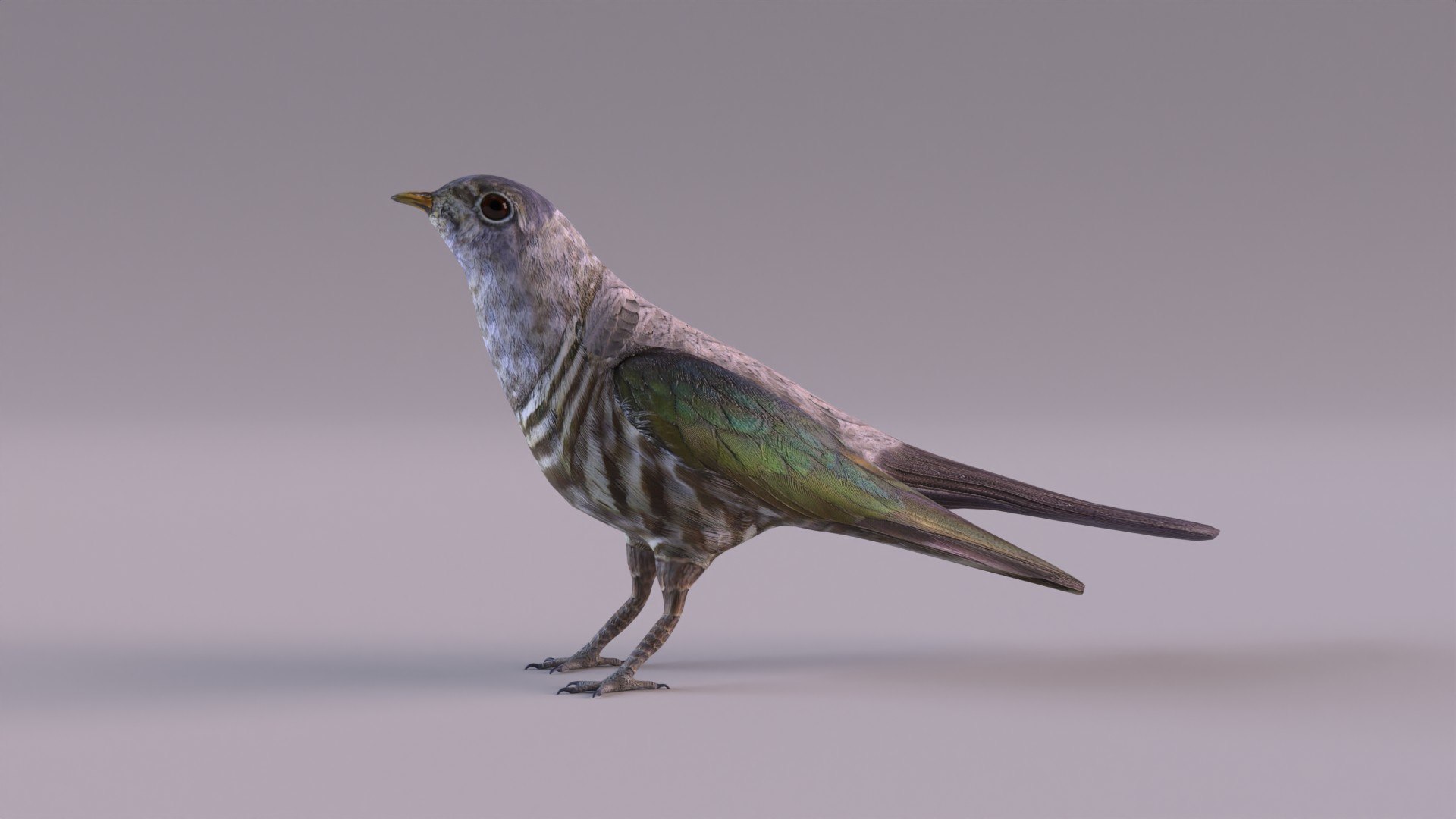 3d model cuckoo https://p.turbosquid.com/ts-thumb/bV/25QqY4/Sj/cuckoo_0012/jpg/1651505169/1920x1080/fit_q87/7566009ad4d392a09140b37dead6c307ab022a9f/cuckoo_0012.jpg