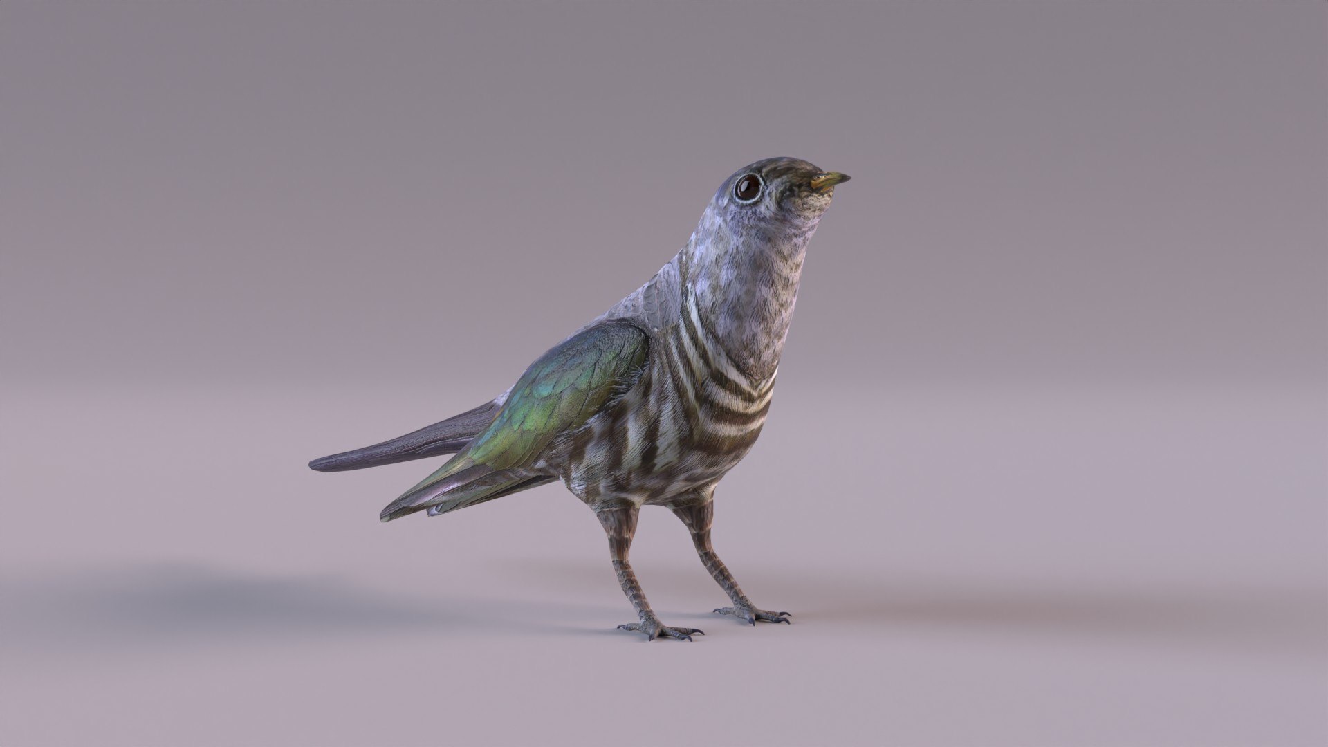3d model cuckoo https://p.turbosquid.com/ts-thumb/bV/25QqY4/oT/cuckoo_0005/jpg/1651505167/1920x1080/fit_q87/7b7c5f61ebb5cefa5852edcef60c692d309ab833/cuckoo_0005.jpg
