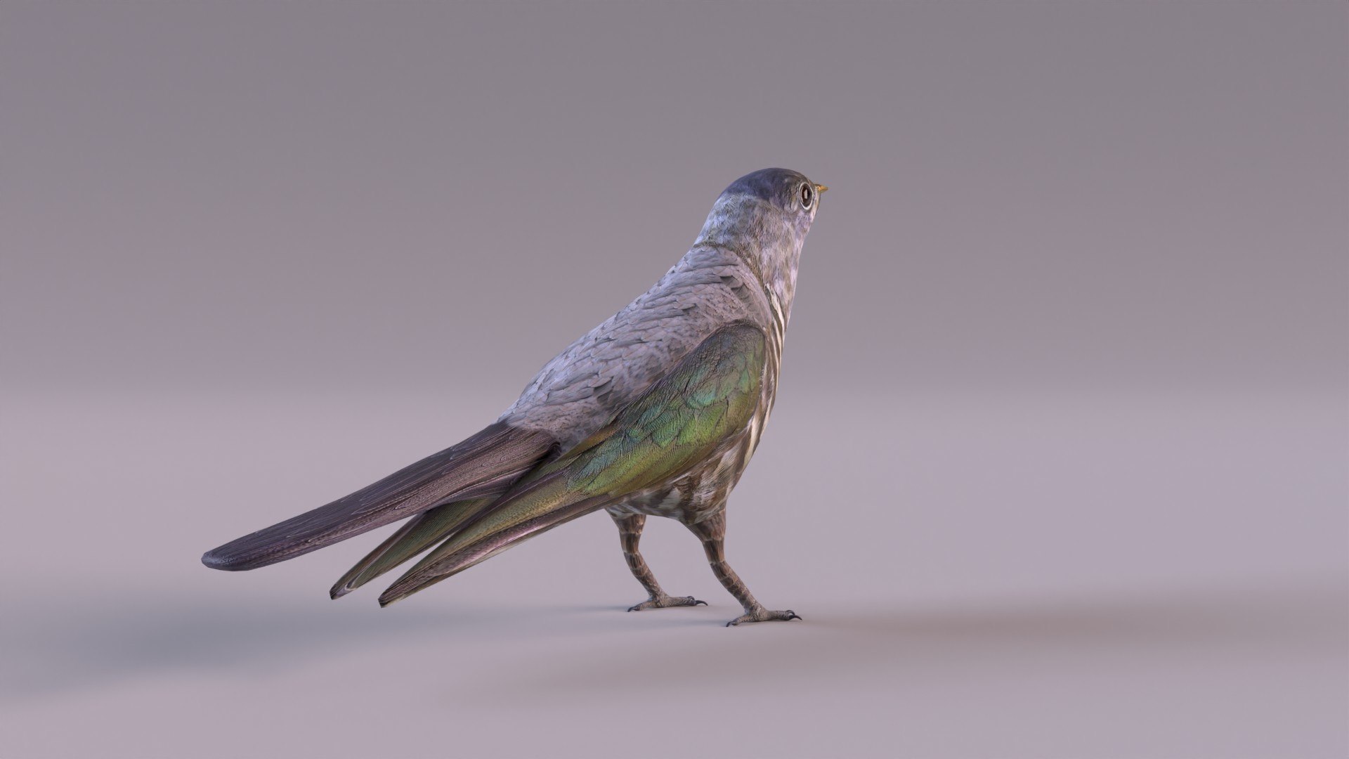 3d model cuckoo https://p.turbosquid.com/ts-thumb/bV/25QqY4/xA/cuckoo_0007/jpg/1651505167/1920x1080/fit_q87/72080bda310ce8c32ade95c8c3edf0599df50a0d/cuckoo_0007.jpg