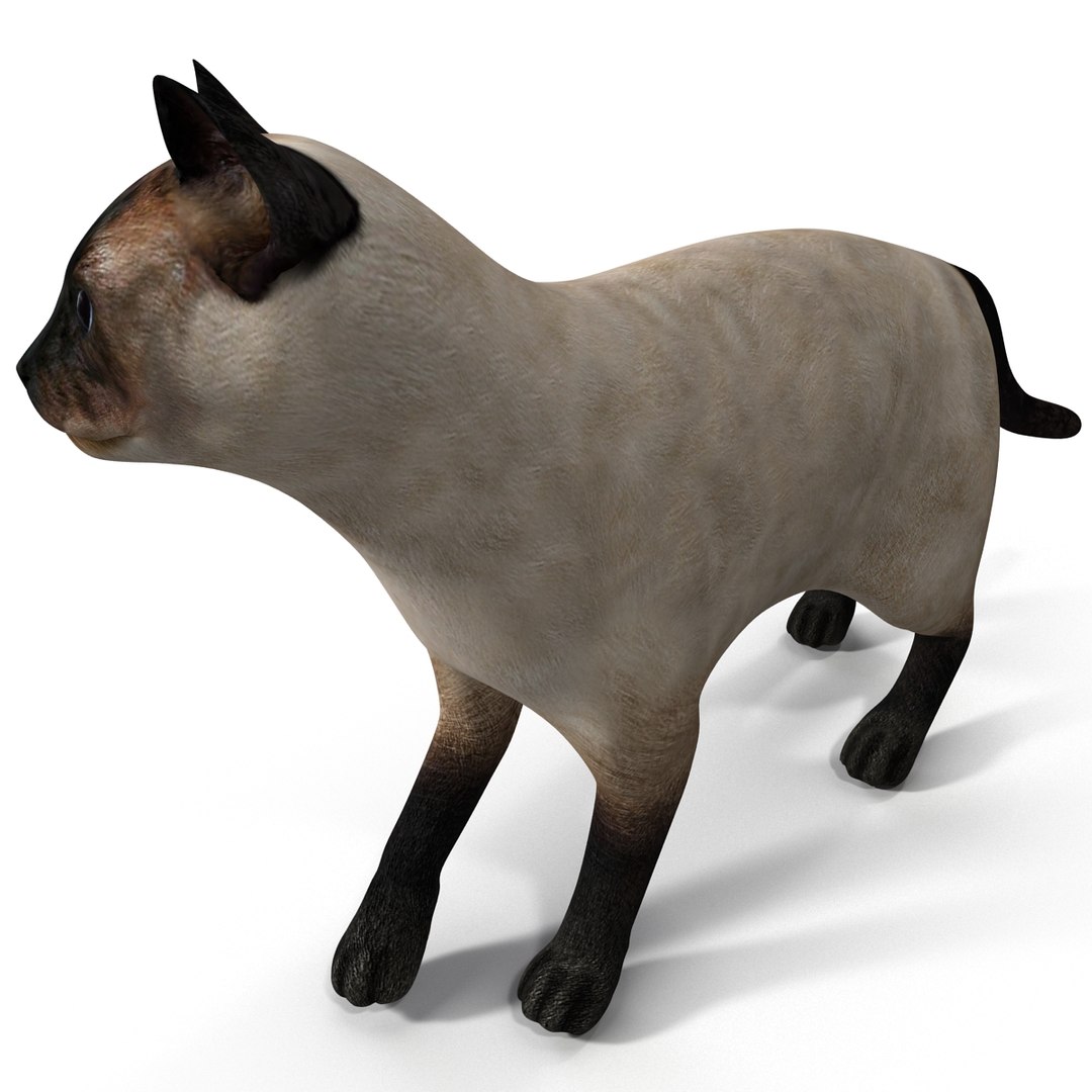 3d Siamese Cat Pose 3 Model