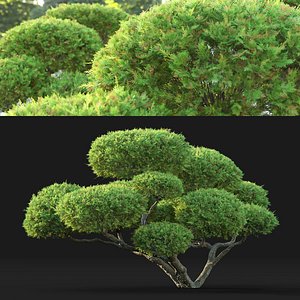 3D Juniperus Bonsai 01