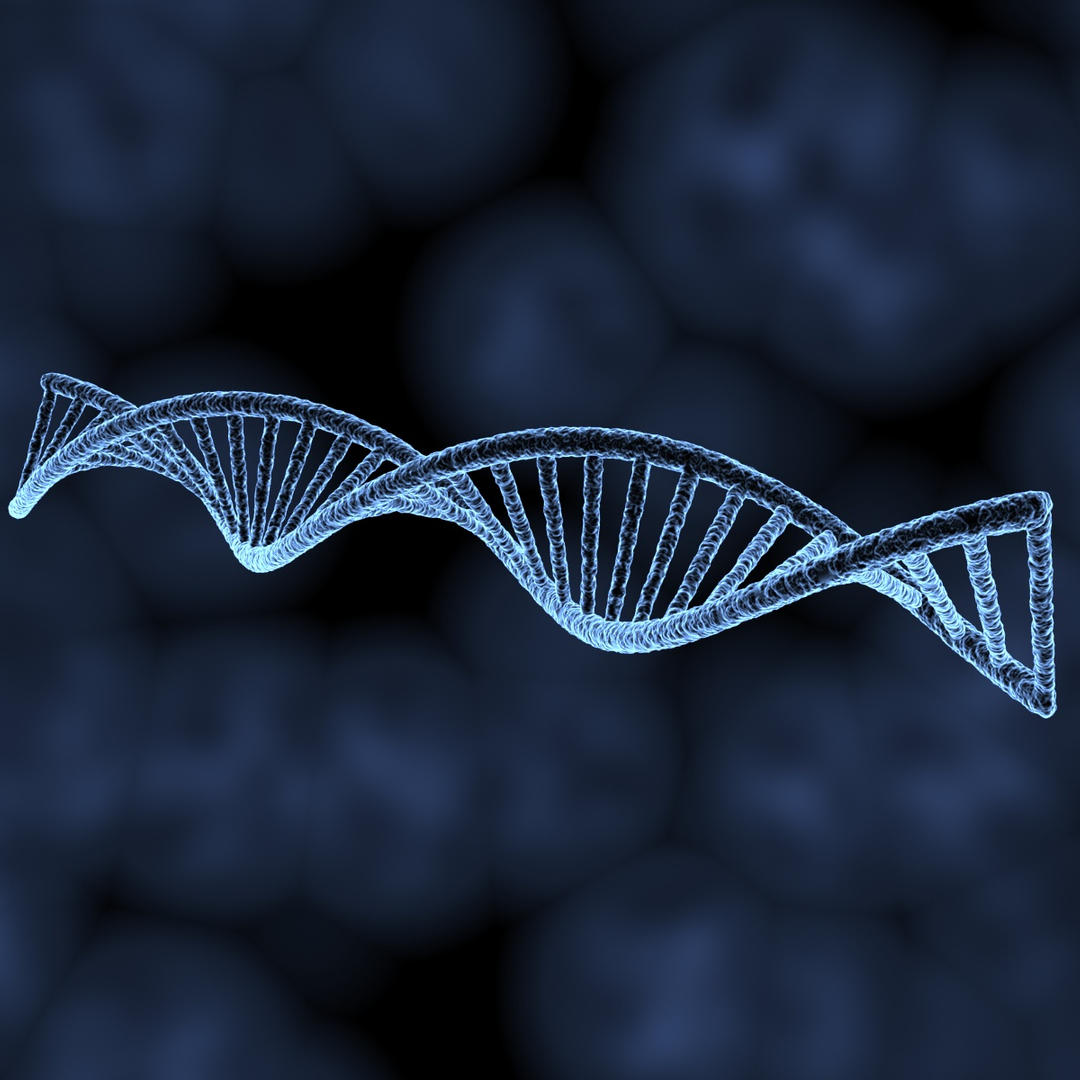 dna 3d model