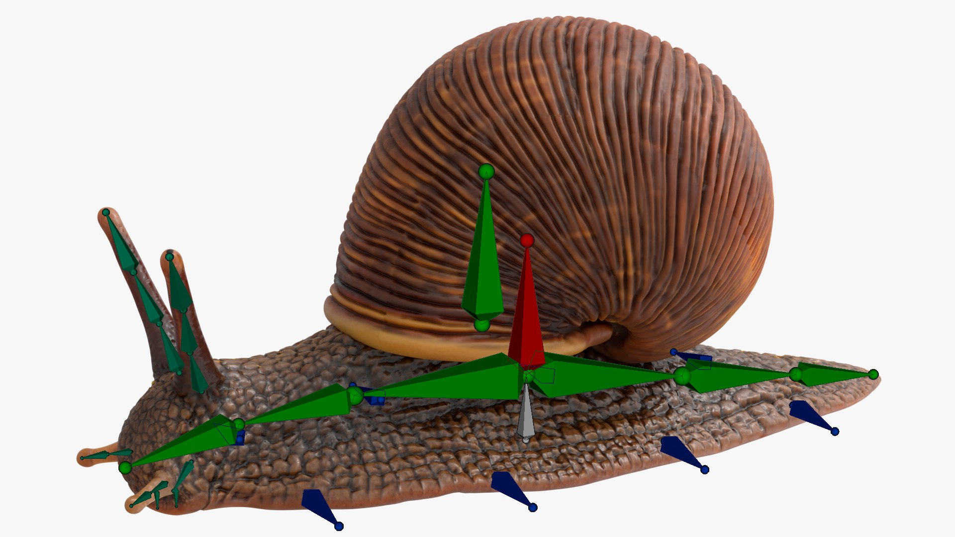 3D Land Snail with Ribbed Shell Rigged For Blender https://p.turbosquid.com/ts-thumb/bV/JLyC5X/di/land_snail_with_ribbed_shell_rigged_for_blender_005/jpg/1788208021/1920x1080/fit_q87/0af6d4950caa2fbebc960b8d0c6f02176d781c39/land_snail_with_ribbed_shell_rigged_for_blender_005.jpg