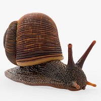Land Snail with Ribbed Shell Rigged For Blender