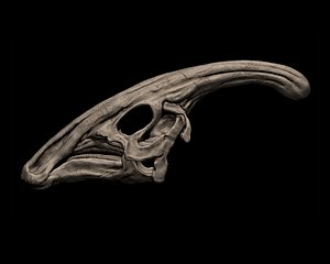 3D Parasaurolophus Skull 3D Print Model