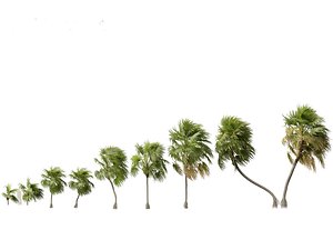 Cryosophila warscewiczii - Palma de Escoba 02 3D