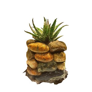 Cactus in Multicolored Stones