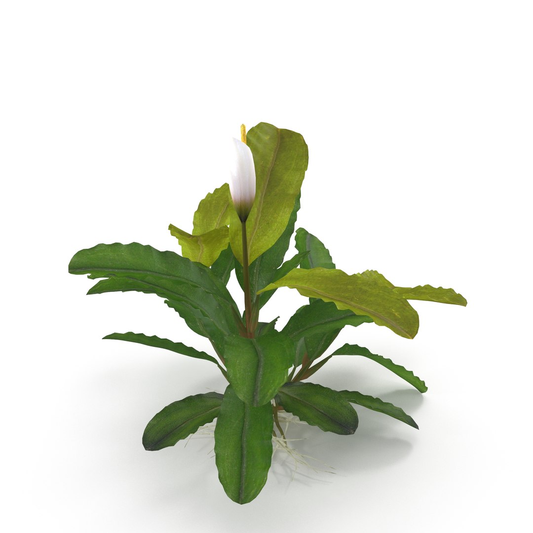 3D Bucephalandra https://p.turbosquid.com/ts-thumb/bV/nOigeH/B1/5/jpg/1679648264/1920x1080/fit_q87/e0bc41590a6e9b777326d4c4c3157479062d4995/5.jpg