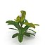 Bucephalandra