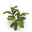 Bucephalandra