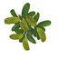 Bucephalandra