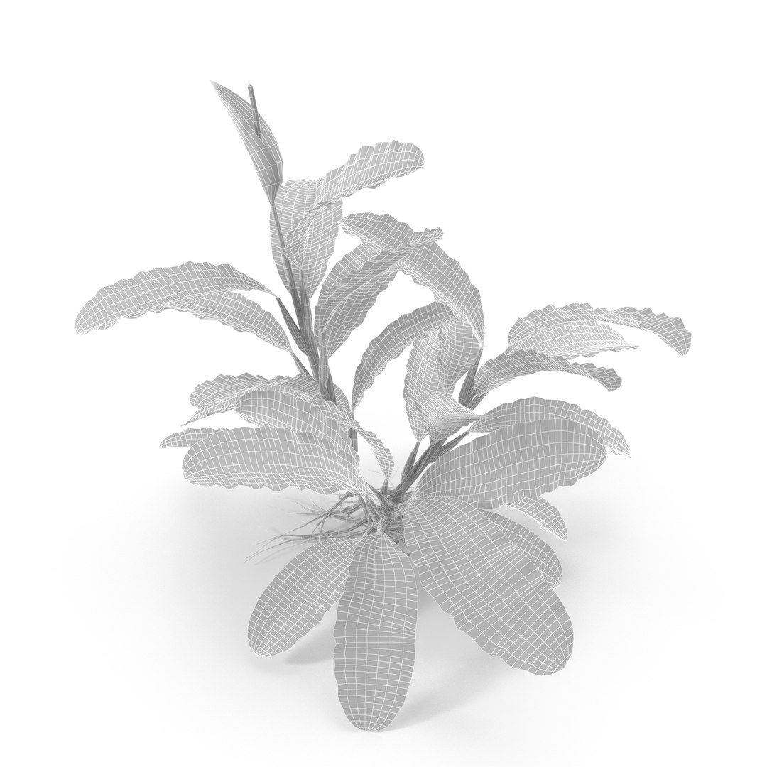 3D Bucephalandra https://p.turbosquid.com/ts-thumb/bV/nOigeH/Ym/wire/jpg/1679648262/1920x1080/fit_q87/0c31824fe51b9d9b5c6113507c7ddbd7c165cf1b/wire.jpg