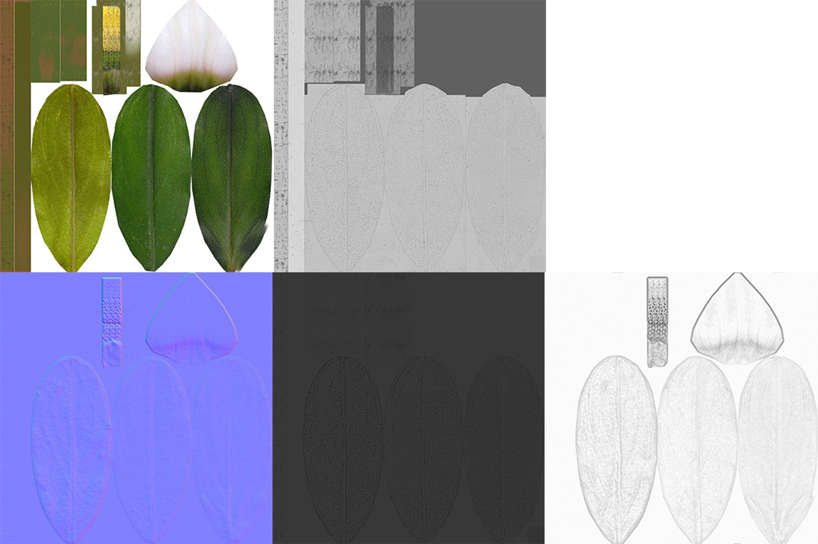 3D Bucephalandra https://p.turbosquid.com/ts-thumb/bV/nOigeH/js/maps/jpg/1679648261/1920x1080/fit_q87/c4ca599ce68eee31a0a25fc9df76051bd0dcdbe5/maps.jpg