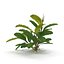 Bucephalandra