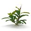 Bucephalandra
