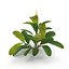 Bucephalandra