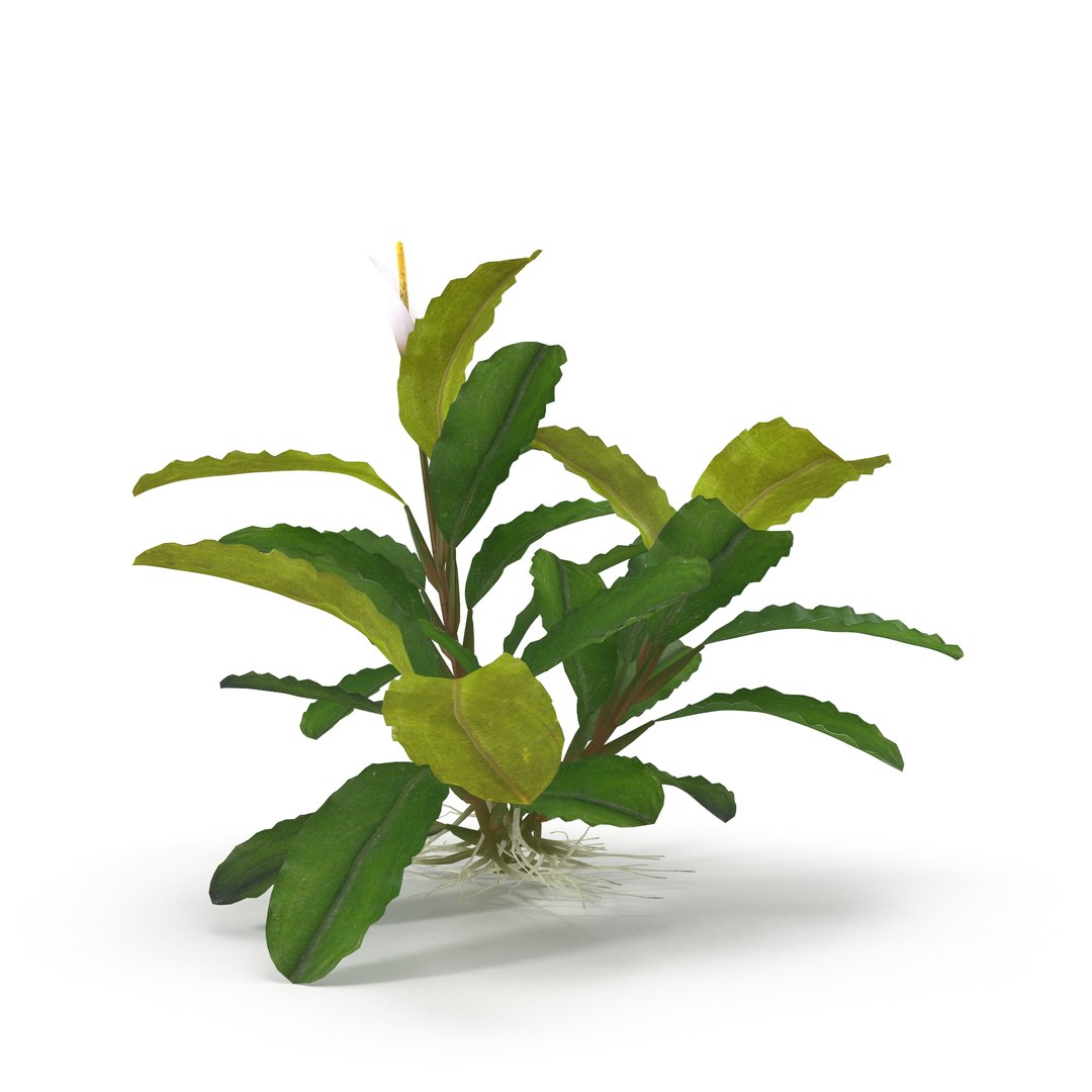 3D Bucephalandra https://p.turbosquid.com/ts-thumb/bV/nOigeH/tO/6/jpg/1679648265/1920x1080/fit_q87/1c857cdf9e722f09ba7081e22ac06e329e6f5186/6.jpg