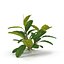 Bucephalandra