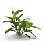 Bucephalandra