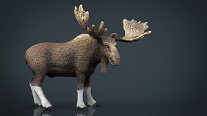 3D elk