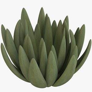 Ice Plant Ground Cover