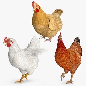 Chickens Rigged for Maya Collection 3D model
