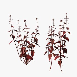 3D Realistic Late Summer Oregano