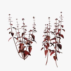 Realistic Late Summer Oregano