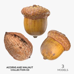 3D Acorns and Walnut Collection 03 - 3 models model