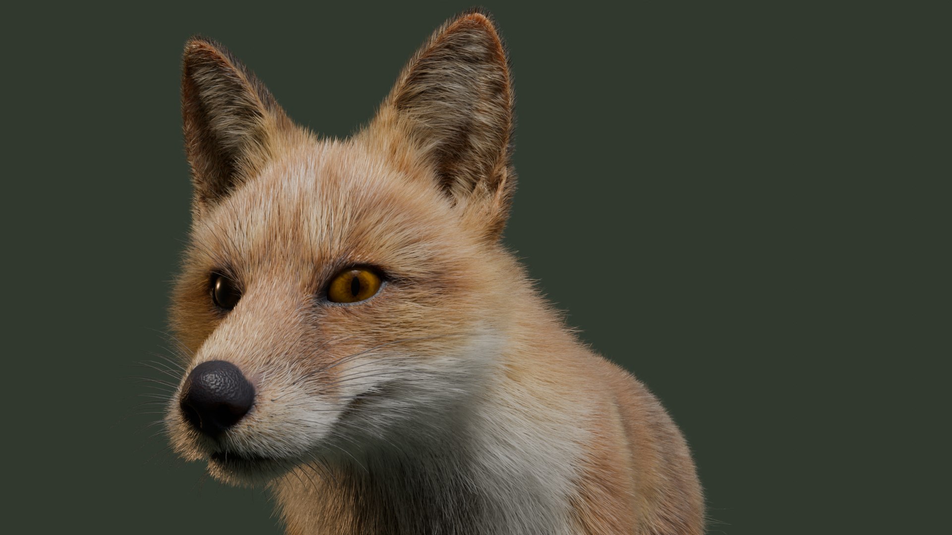 3D Japanese Red Fox - TurboSquid 2326171