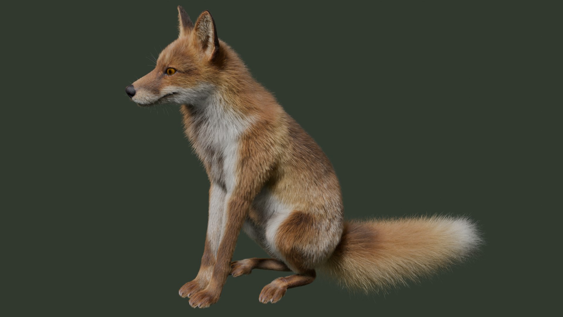 3D Japanese Red Fox - TurboSquid 2326171