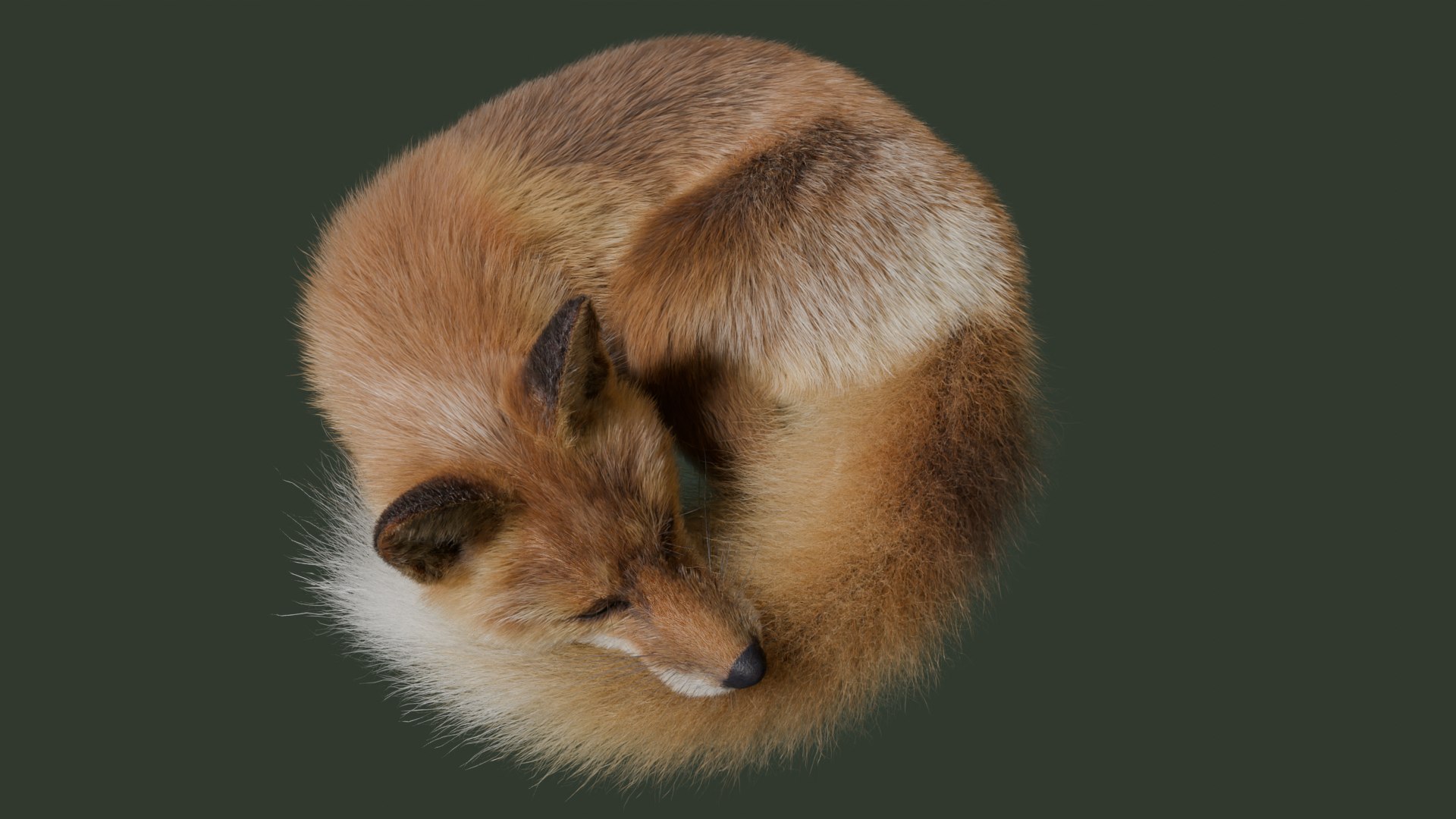 3D Japanese Red Fox - TurboSquid 2326171