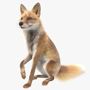 Japanese Red Fox