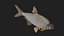 3D model Bream
