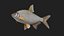 3D model Bream