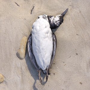 Dead Bird 01