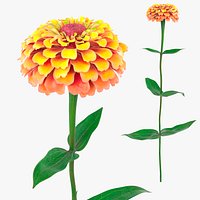 Zinnia Flower Queen Lime Orange Fur