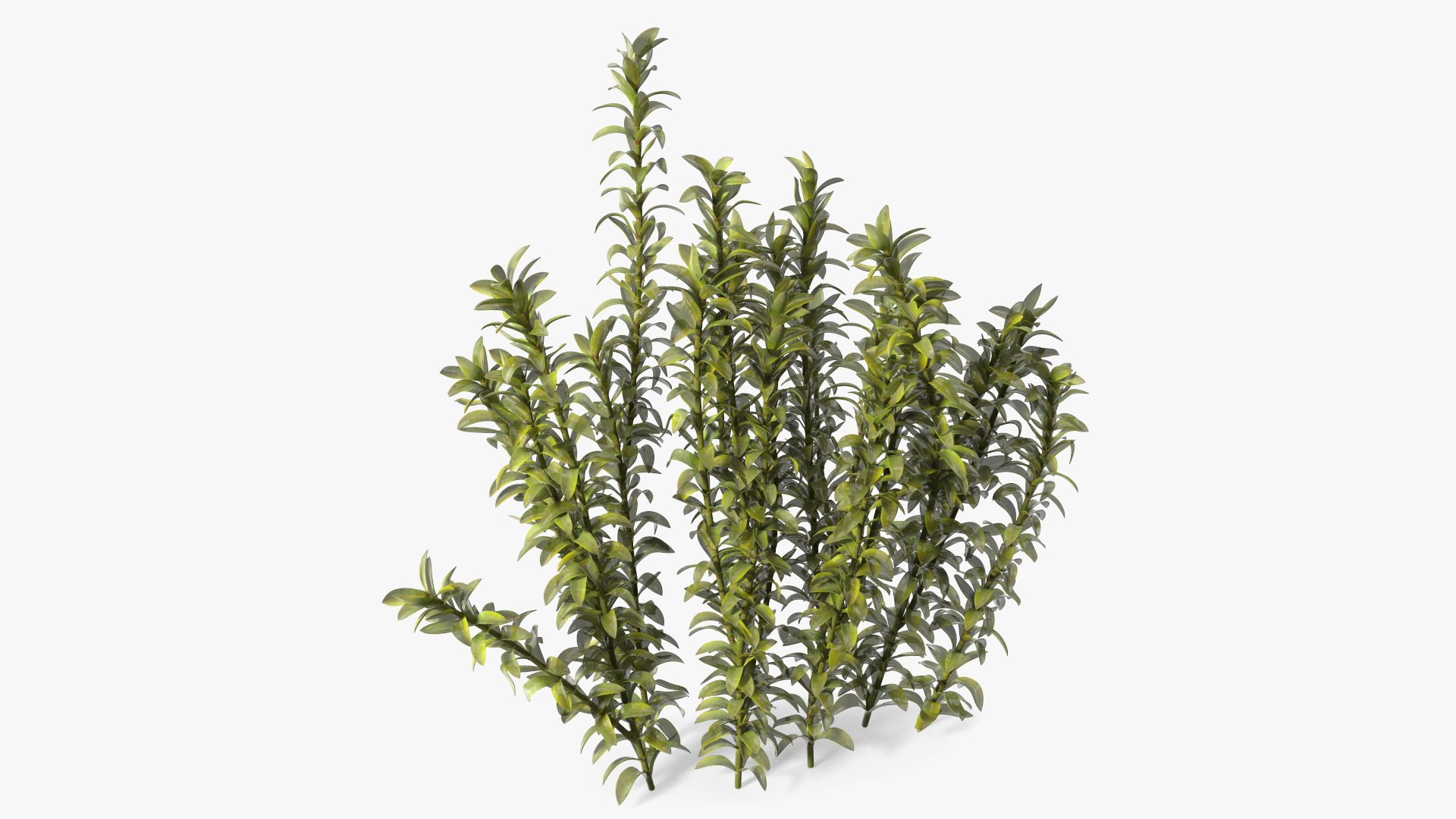 Plant for Fish Tank Oxygenation Elodea 3D model preview