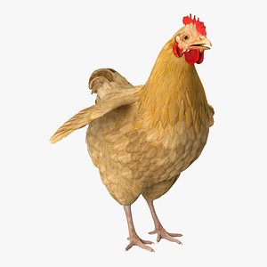 chicken realistic 3D model